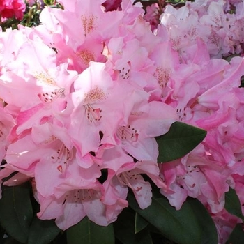 Rhododendron 'Pink Cherub' 