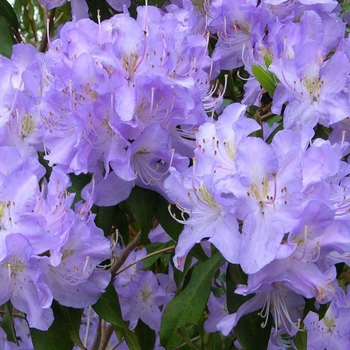 Rhododendron augustinii 'Tower Court' 