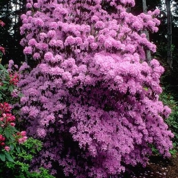 Rhododendron davidsonianum