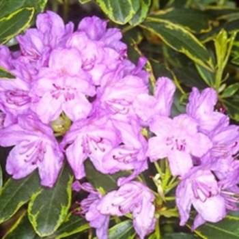 Rhododendron 'Silber Reif' 