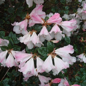 Rhododendron 'Suave' 