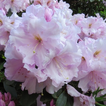 Rhododendron 'Van Nes Sensation' 