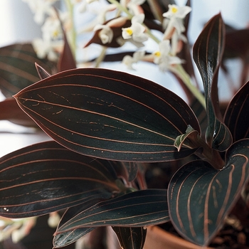 Ludisia discolor var. nigricans