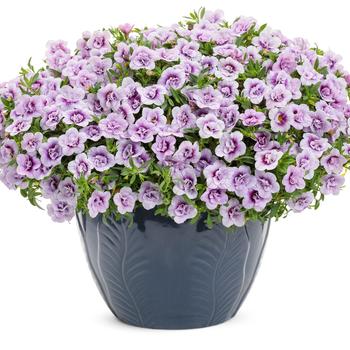 Calibrachoa Superbells® 'Double Twilight™' (194504)