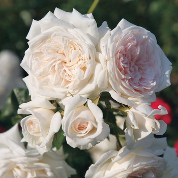 Rosa 'Korhemtra' 