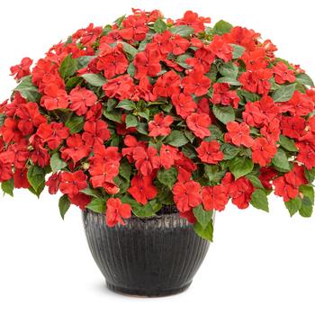 Impatiens walleriana Soprano® '' (194548)