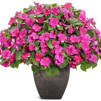 Impatiens walleriana Soprano® '' (194810)