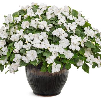 Impatiens walleriana Soprano® '' (194816)