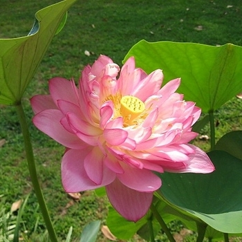 Nelumbo 'Momo Botan' 