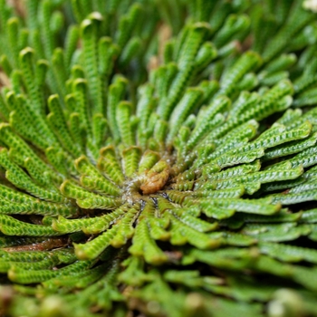 Selaginella lepidophylla