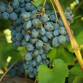 Vitis vinifera 'Jupiter Blue' 