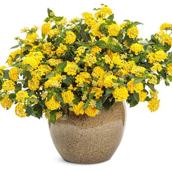 Lantana Luscious® 'Citron™' (195115)