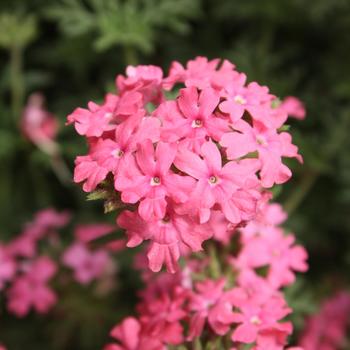 Verbena Tapien 'Pink' (195175)