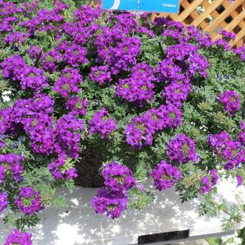 Verbena Tapien® 'Blue Violet' (195178)