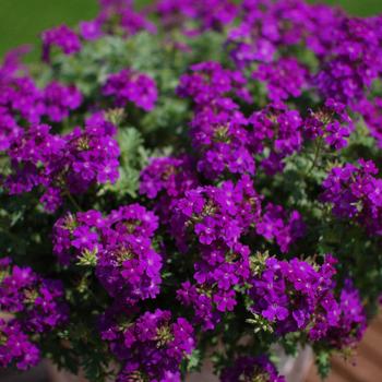 Verbena Tapien® 'Blue Violet' (195179)