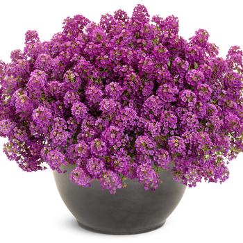 Lobularia maritima 'Violet Knight®' (195239)