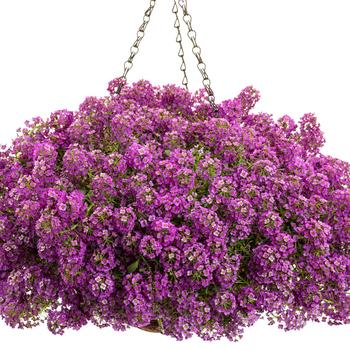 Lobularia maritima 'Violet Knight®' (195240)