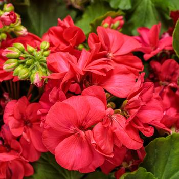 Pelargonium Boldly® '' (195241)