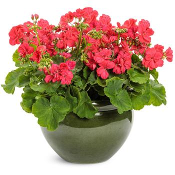 Pelargonium Boldly® '' (195242)