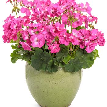 Pelargonium Boldly® 'Hot Pink Improved' (195245)