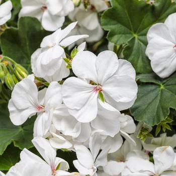 Pelargonium Boldly® '' (195247)