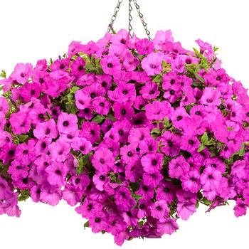 Petunia Supertunia Vista® 'Jazzberry®' (195256)