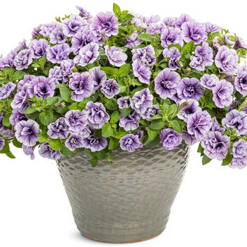 Petunia Supertunia® 'Priscilla' (195261)