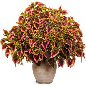 Coleus scutellarioides ColorBlaze® 'El Brighto' (195266)