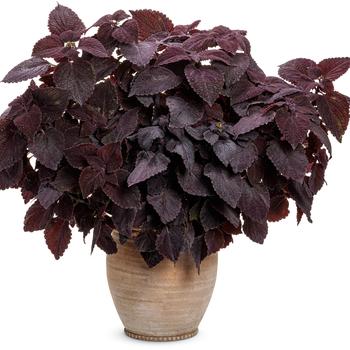 Coleus scutellarioides ColorBlaze® 'Newly Noir™' (195271)