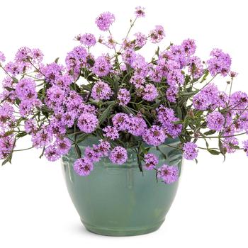 Verbena rigida Cake Pops® 'Purple' (195408)