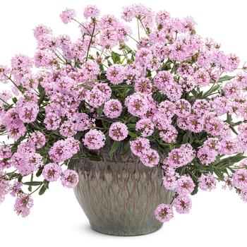 Verbena rigida Cake Pops® 'Pink' (195411)