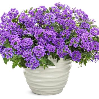 Verbena Superbena® 'Imperial Blue™' (195413)