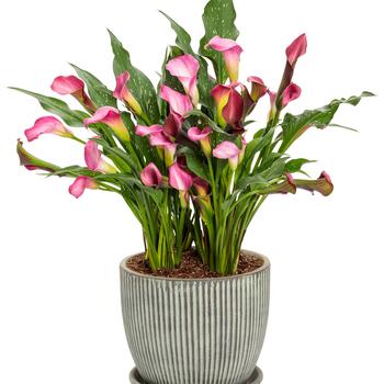 Zantedeschia Be My® 'First Love' (195419)