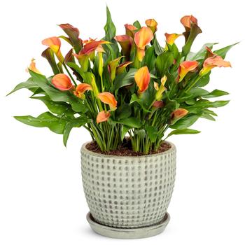 Zantedeschia Be My® 'Main Squeeze™' (195423)