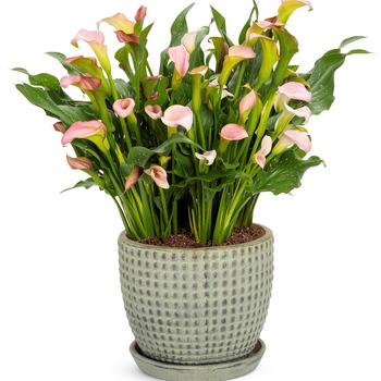 Zantedeschia Be My® 'Princess' (195455)