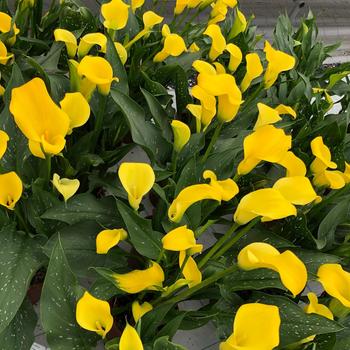 Zantedeschia Be My® 'Sunshine' (195461)