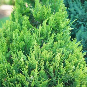 Chamaecyparis lawsoniana Pinpoint® '' (195466)