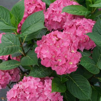 Hydrangea Let's Dance® '¡Arriba!®' (195527)