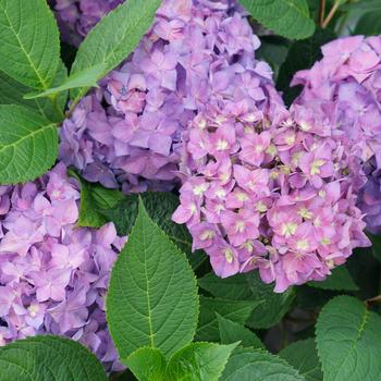 Hydrangea Let's Dance® '¡Arriba!®' (195529)