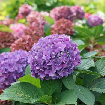 Hydrangea Let's Dance® '¡Arriba!®' (195531)