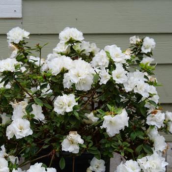 Rhododendron Perfecto Mundo® 'Double White' (195533)