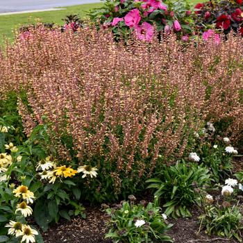 Agastache Meant to Bee™ 'Queen Nectarine' (195588)