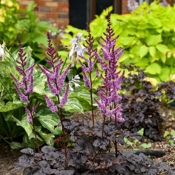 Astilbe 'Dark Side of the Moon' (195603)