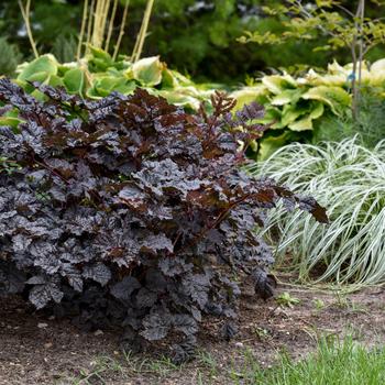 Astilbe 'Dark Side of the Moon' (195604)