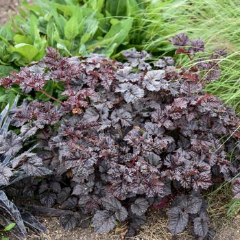 Astilbe 'Dark Side of the Moon' (195605)