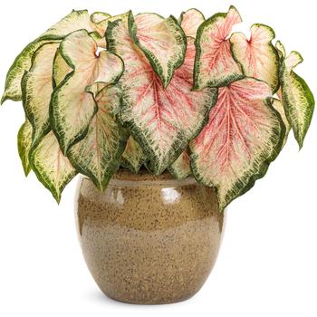 Caladium hortulanum Heart to Heart®: 'Bold 'N Beautiful' (195814)