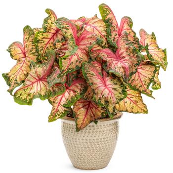 Caladium hortulanum Heart to Heart®: 'Clowning Around' (195818)