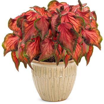 Caladium hortulanum Heart to Heart®: 'Hot 2 Trot' (195820)