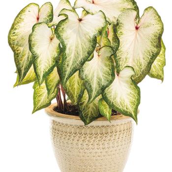 Caladium hortulanum Heart to Heart®: 'White Star' (195825)