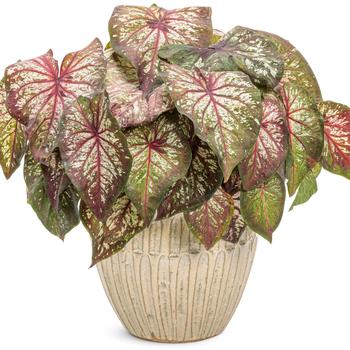 Caladium hortulanum Heart to Heart®: 'Xplosion' (195829)